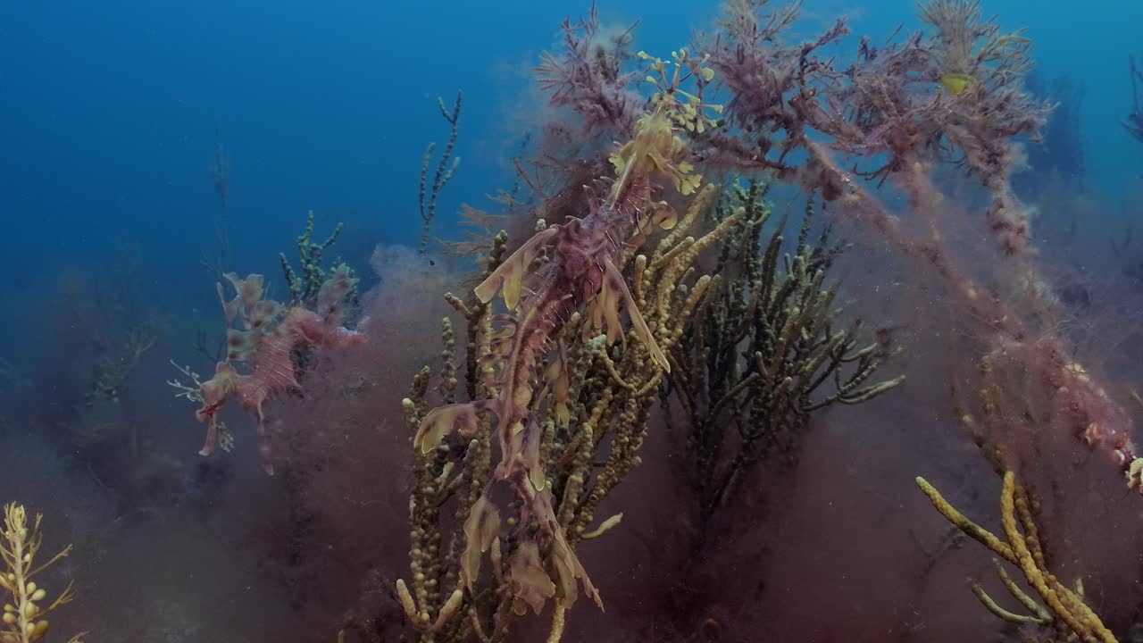 알을 가진 잎이 많은 바다 용 4k 슬로우 모션 사우스 오스트레일리아