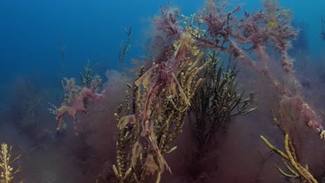 Dragón-De-Mar-Frondoso-Con-Huevos-4k-Cámara-Lenta-Sur-De-Australia