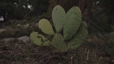 Mittlere-Aufnahme-Eines-Grünen-Kaktus,-Der-Im-Garten-Wächst