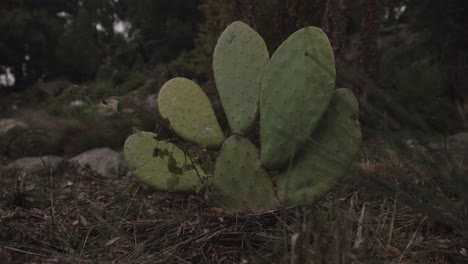 mid shot of green cactus growing in garden