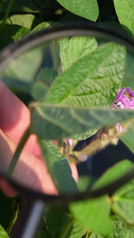 Detailed View of Bright Green Leaves of Soybean Plants Closeup Through a Magnifying Glass. Detailed view of bright green leaves of soybean plants, close-up through a magnifying glass