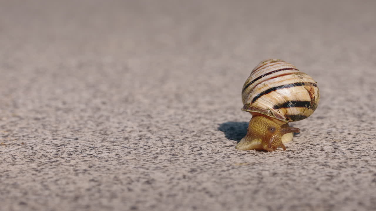 Snail on a Gravel Path
