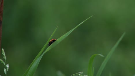 Marienkäfer-Krabbeln-Auf-Grashalm-Natur-Insekten-Tierwelt