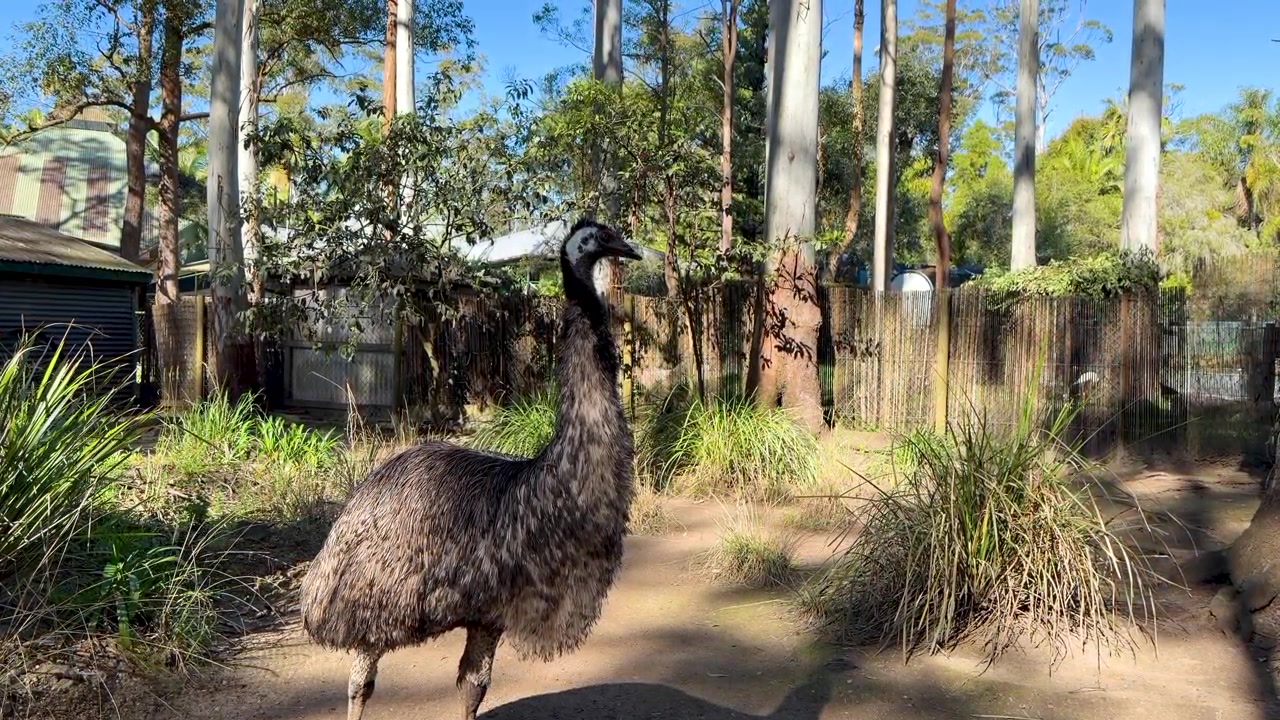 Großer, flugunfähiger Emu steht aufmerksam in einem sonnigen Eukalyptuswaldgehege in Sancrox, Australien