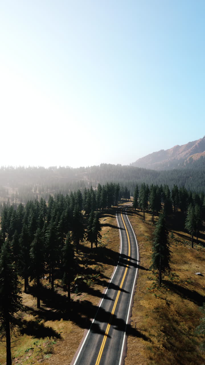 panorámico camino de montaña a través del bosque de pinos