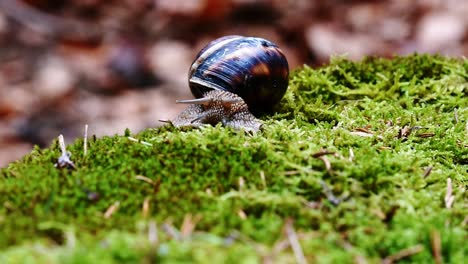 Helix-Lucorum--Caracol-Moviendo-La-Cabeza-Y-Los-Ojos-Lentamente-Sobre-Musgo-Verde