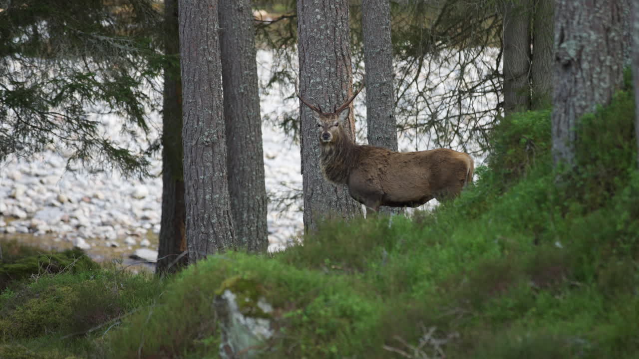 Un maestoso cervo maschio con le corna si muove elegantemente attraverso una rigogliosa radura verde nella foresta. Perfetto per documentari sulla fauna selvatica, tutela della natura e contenuti di avventura all'aria aperta.