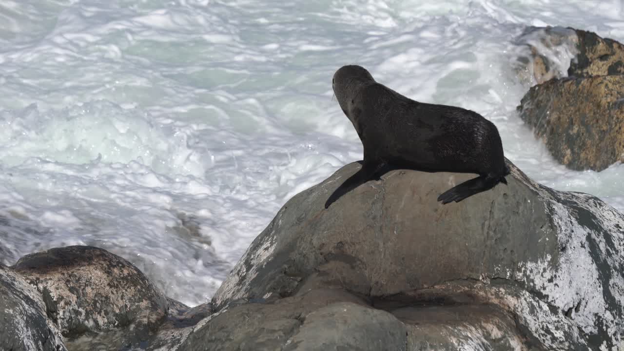 New Zealand fur seal on a rock