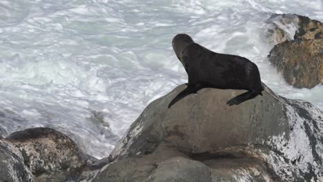 Lobo-Marino-De-Nueva-Zelanda-En-Una-Roca