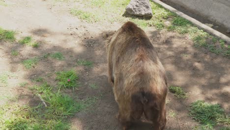 一隻動物園灰熊吃胡<unk>卜