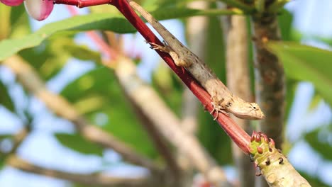 lizard climbs and navigates through tree branches