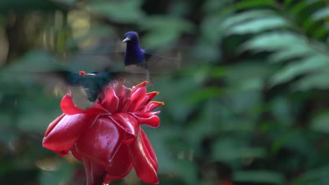 dos pájaros colibri jacobin de cuello blanco que se alimentan de una flor de etlingera elatior mientras vuelan