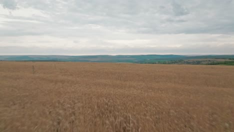 Flug-Unter-Der-Krone-Eines-Baumes-In-Richtung-Horizont-Durch-Ein-Weizenfeld,-Sehr-Niedriger-Flug-Mit-Perspektivwechsel