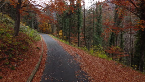 autumn road in mountain forest, yellow and red foliage trees