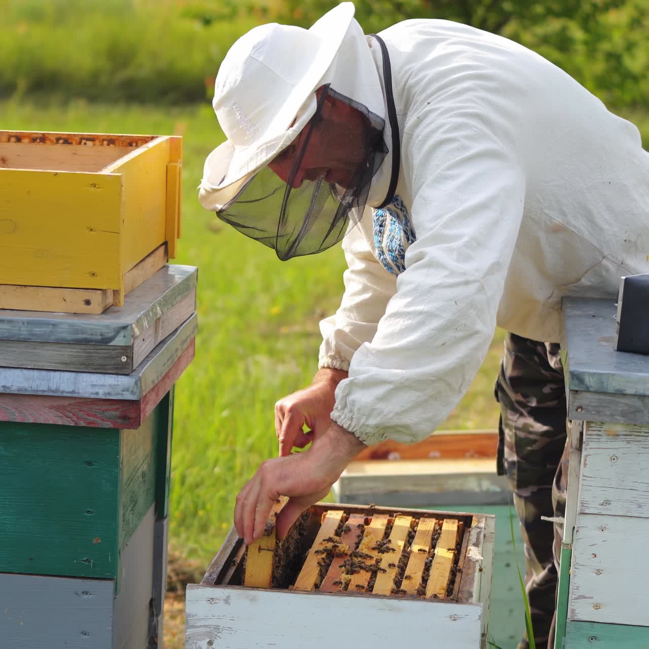 Beekeeper working in his apiary. Frames of a bee hive