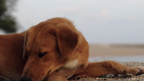 una toma de trípode en ángulo bajo de un tonto perro sin hogar que rueda hacia la cámara y se detiene frente a ella