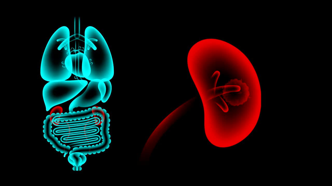 Human Male Organs X-ray set, Kidney infection concept idea red color illustration isolated glow in the dark background, seamless looping animation 4K with copy space