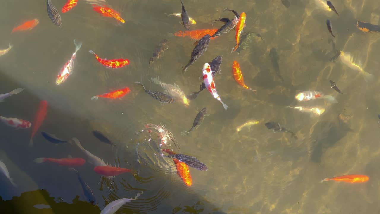 jadeo de peces koi decorativos nadando en un estanque en un día soleado