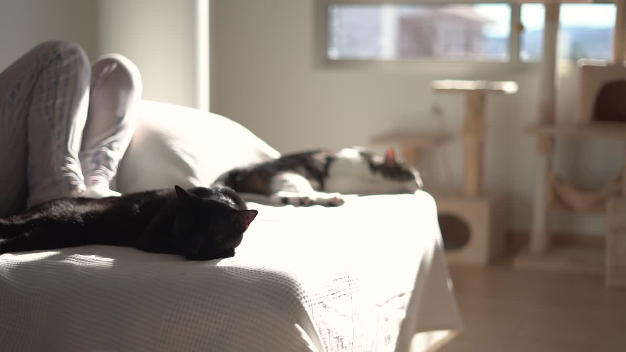 고양이가 집 안에서 소파에 앉아 잠을 자고 있다