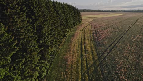 slow flight around a row of trees over a field at sunset, czech republic