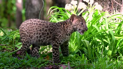 Der-Indochinesische-Leopard-Ist-Eine-Gefährdete-Art-Und-Eine-Der-Großen-Katzen-Thailands