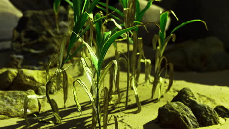 corn plants showing signs of drought in a dry environment during daylight hours