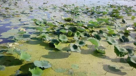 low aerial panoramic view of backwater with lily pads and duckweed