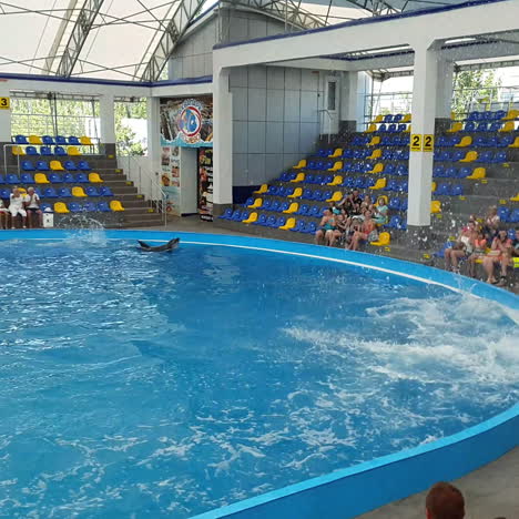 odessa, oekraïne - augustus 2017: dolfijnen spelen in het dolfinarium. vertegenwoordiging in het dolphinarium. show van dolfijnen.