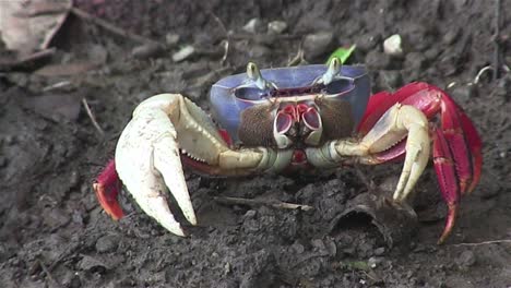 a land crab approaches