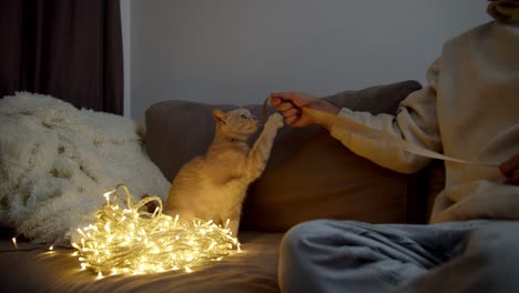 Close-up-shot-of-a-guy-in-a-light-sweatshirt-playing-with-a-red-cat-using-a-ribbon-near-a-New-Year's-garland-that-glows-on-the-sofa-during-the-New-Year-in-winter