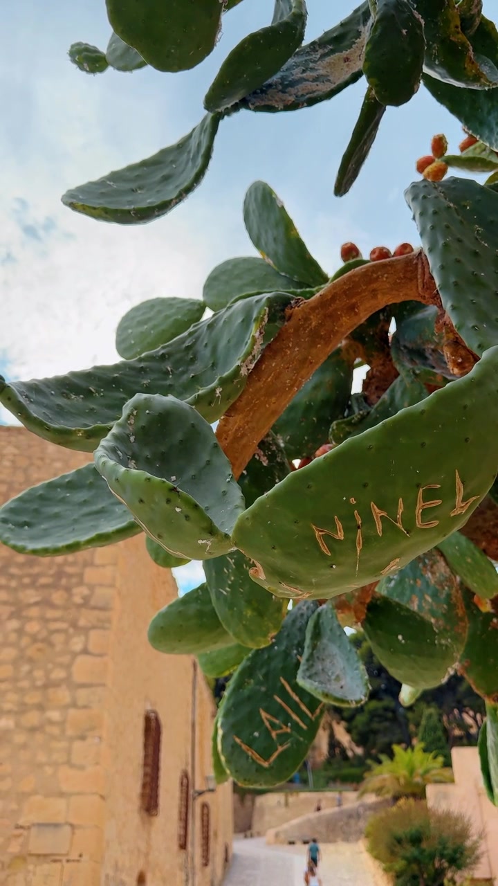 Pale di fico d'India con nomi incisi sulle foglie. Primo piano di cactus Opuntia verde con incisioni a graffito vicino a un muro di pietra storico sotto un cielo nuvoloso.