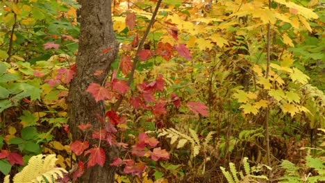 Pan-left-to-right-on-tripod