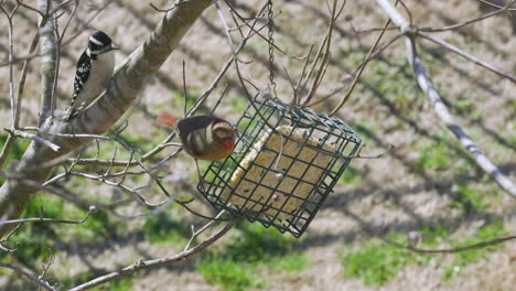 female northern cardinal eating at a suet bird-feeder during late-winter in south carolina