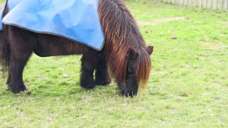 a pony grazing in a grassy field