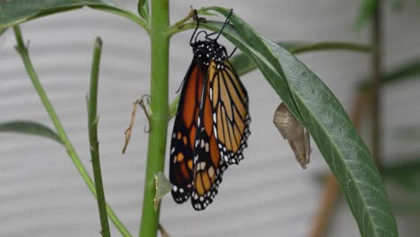 Close-up-of-a-Monarch-Butterfly-drying-it's-wings-after-recently-hatching-from-cocoon