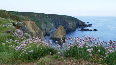 Coast-Ireland-seapinks-and-seastacks-on-the-Copper-Coast-Waterford-on-a-bright-May-day