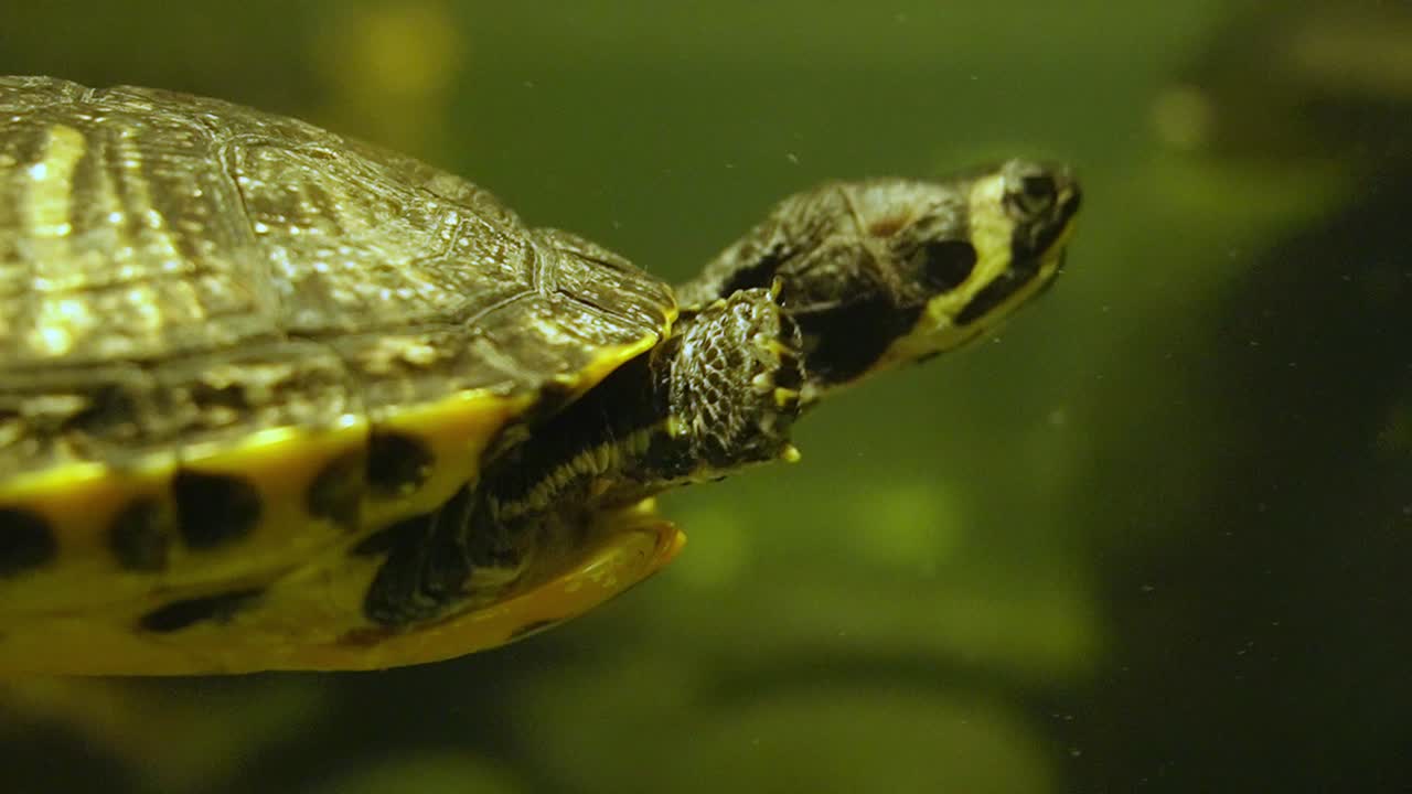 Green tortoise swimming underwater, striped chinese turtle
