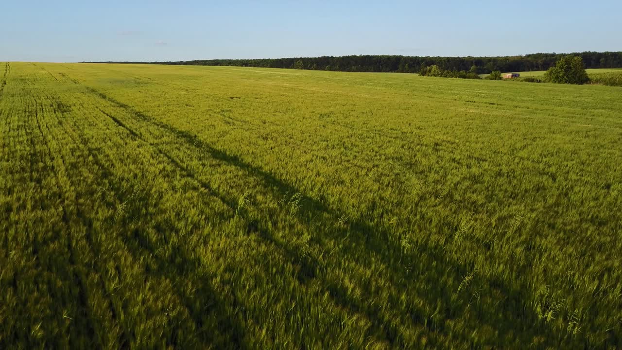 Children Running In Field. Aerial view of little man running in green wheat field
