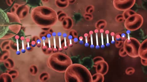 Animation-Eines-DNA-Strangs,-Der-Sich-über-Rotem-Blut-Dreht,-Und-Schwebenden-Covid-19-Zellen