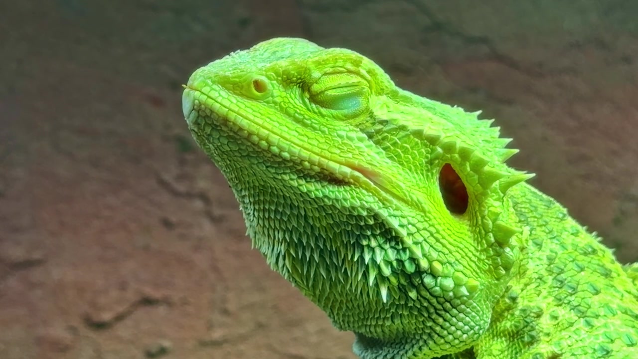Portrétní pohled na plazího ještěra agamu vousatou, známou také jako vousatý drak vnitrozemský nebo vědeckým názvem Pogona vitticeps, se zelenou kůží.