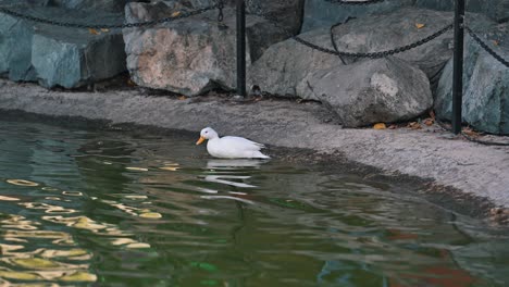 a domestic white duck enjoys a refreshing bath in the lake