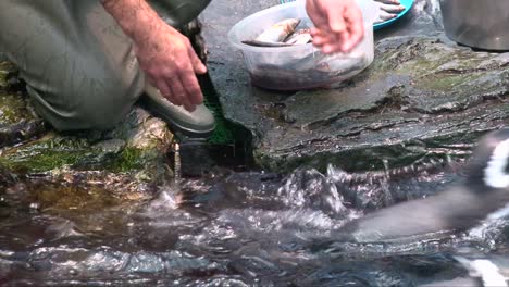cuidador del zoológico alimentando a pingüinos de magallanes con un pez marino, primer plano de las manos