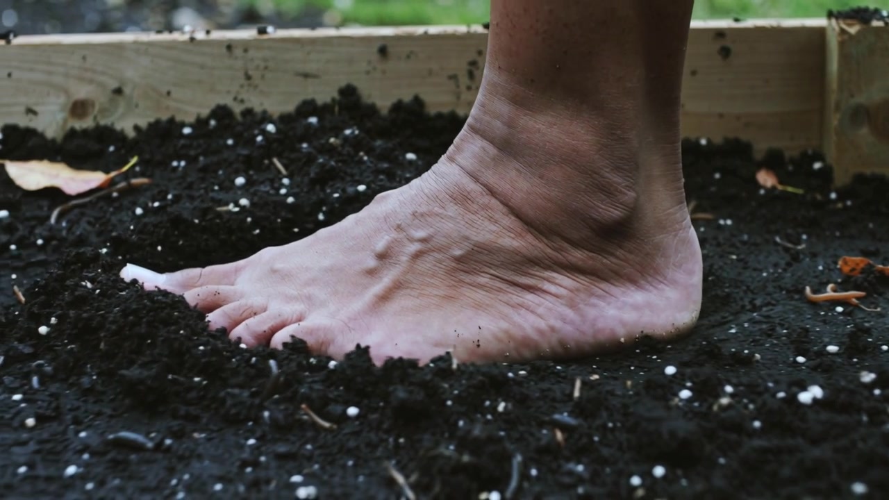 Stepping right bare foot toes touching loose soil, pressing into wooden planter soil among perlite