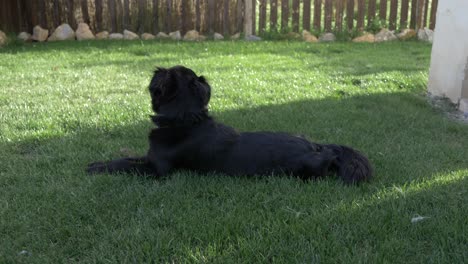 Perro-Tirado-En-La-Hierba-A-La-Sombra-En-Un-Día-Caluroso