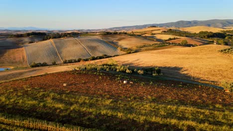 Vista-Panorámica-Aérea-Del-Paisaje-Sobre-Las-Colinas-Toscanas-Con-Muchas-Hileras-De-Viñedos,-En-La-Campiña-Italiana,-Al-Amanecer.