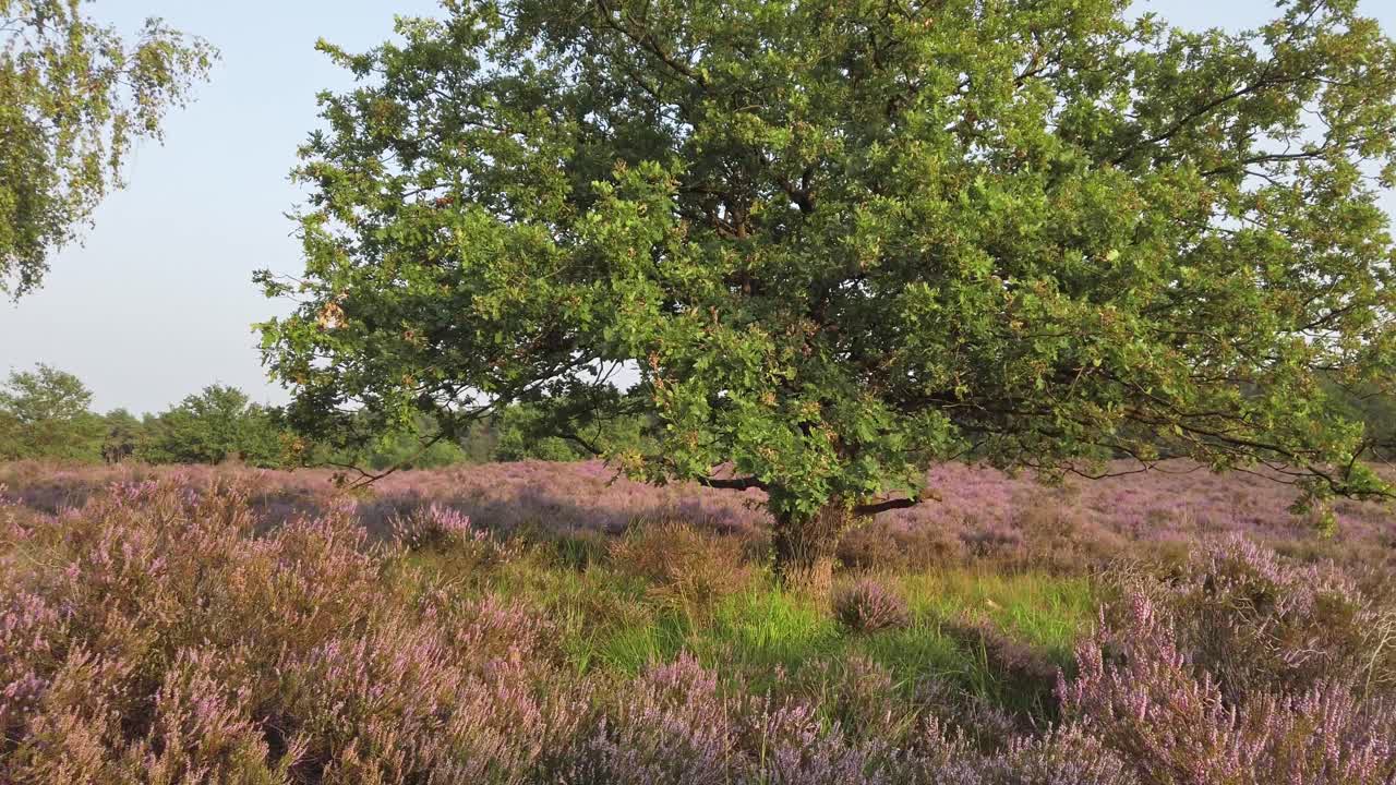 Slow shot and walking in purple blossoming heathland, National Park De Meinweg, Netherlands - 4k60p