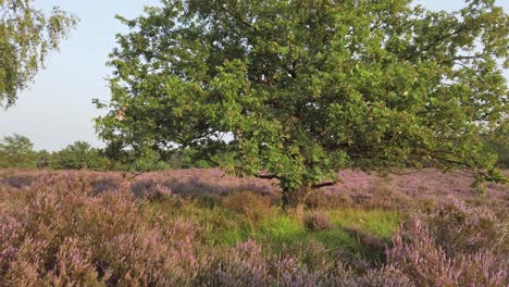 slow shot and walking in purple blossoming heathland, national park de meinweg, netherlands - 4k60p