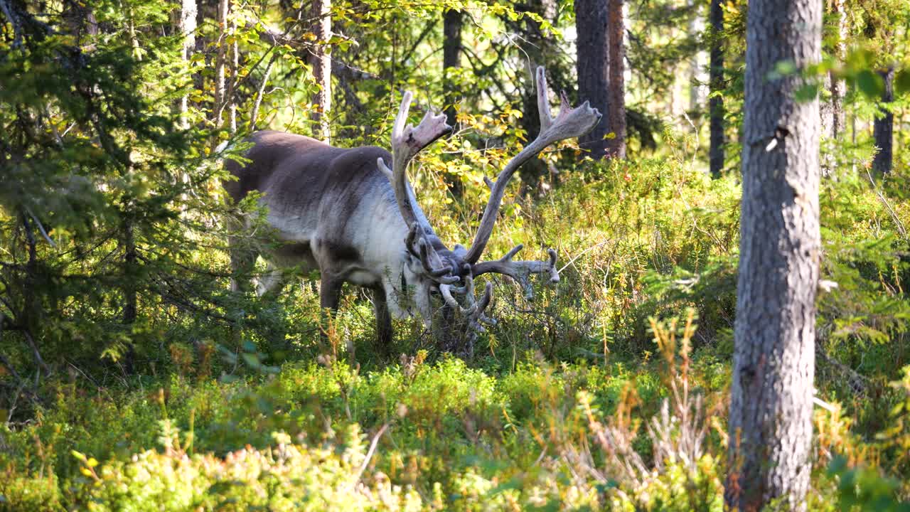 숲에서 굶주린 채 방목하는 긴 뿔 순록