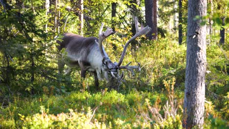 langhörnige rentiere, die vor hunger im wald weiden