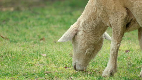 una oveja wiltipoll blanca aussie pastando en césped corto durante la primavera